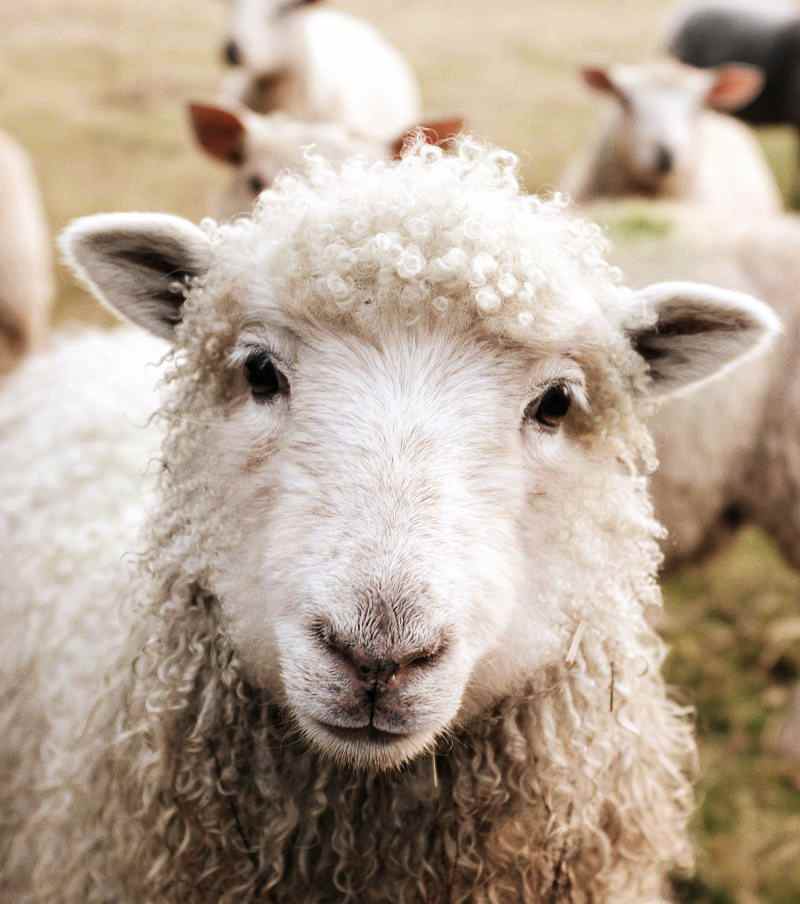 Image of sheep looking at camera
