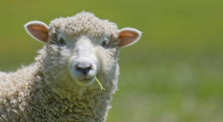 Different types of wool: From Alpaca to Zelazna - Nootkas
