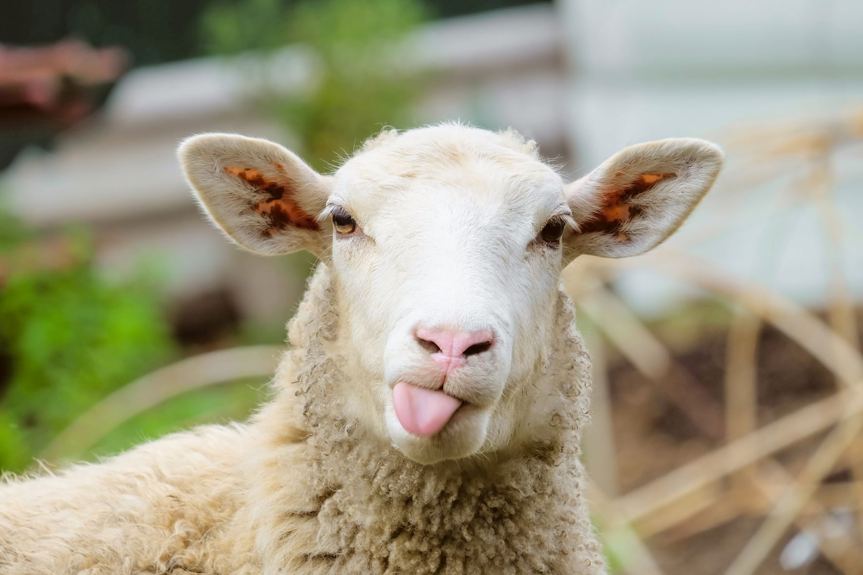 Sheep looking at camera sticking his tongue out