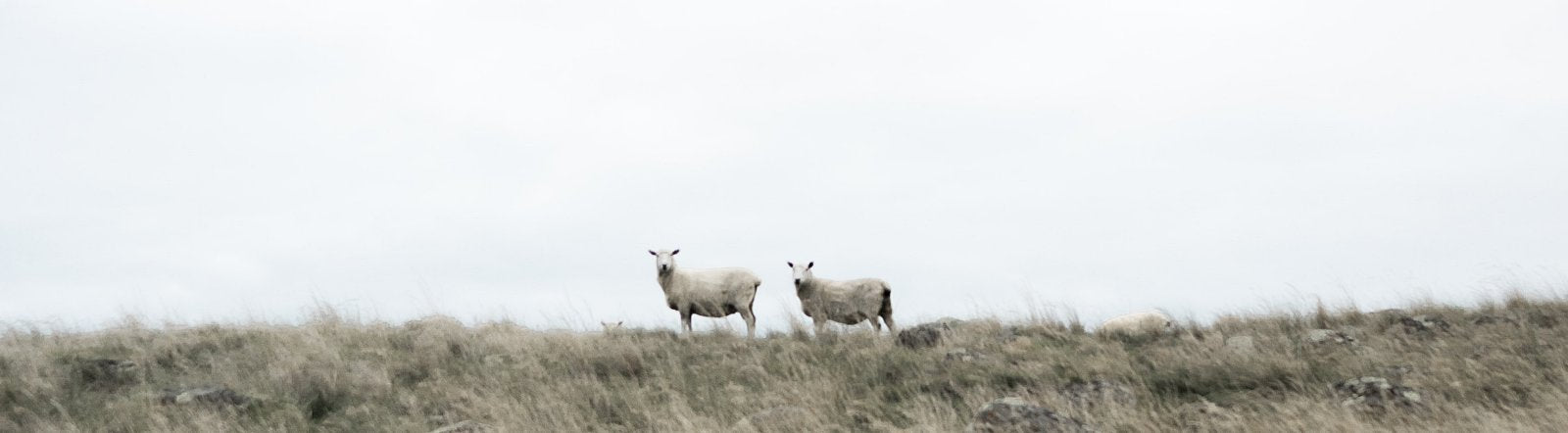 Image of two sheep in a field